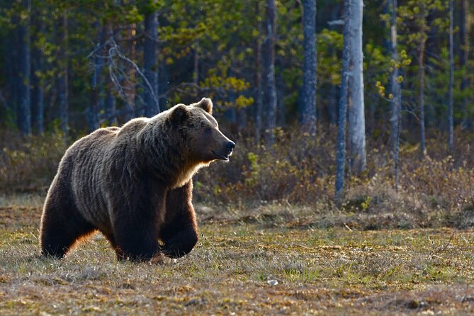 Moraine Lake, Lake Louise & Banff Secrets | Award-Winning Tour - The optional Bow Valley Parkway and Morant’s Curve