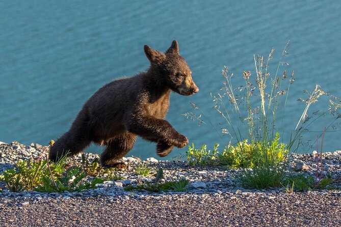 Morning Jasper National Park Wildlife Tour - The Route, Stops, and Time in the Vehicle
