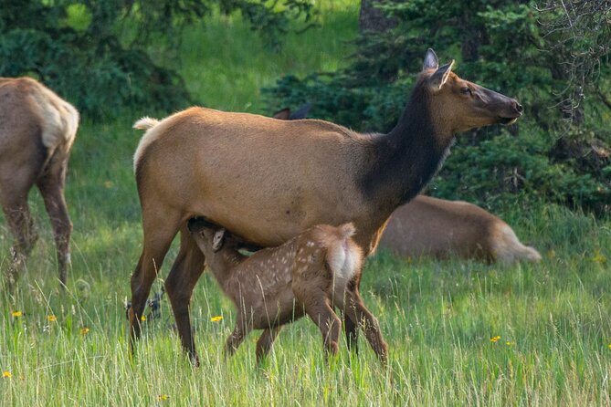 Morning Jasper National Park Wildlife Tour - Is the 8:30 am Start Really Early Enough?