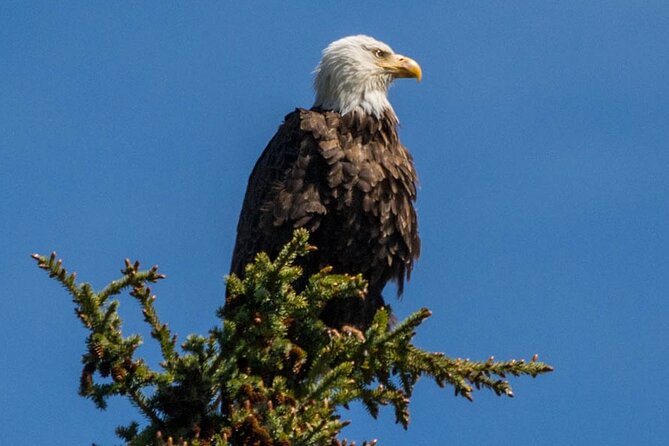 Morning Jasper National Park Wildlife Tour - Price and What You Get for $65.32