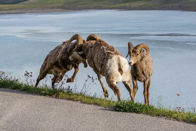 Morning Jasper National Park Wildlife Tour - Comfort, Safety, and Group Size