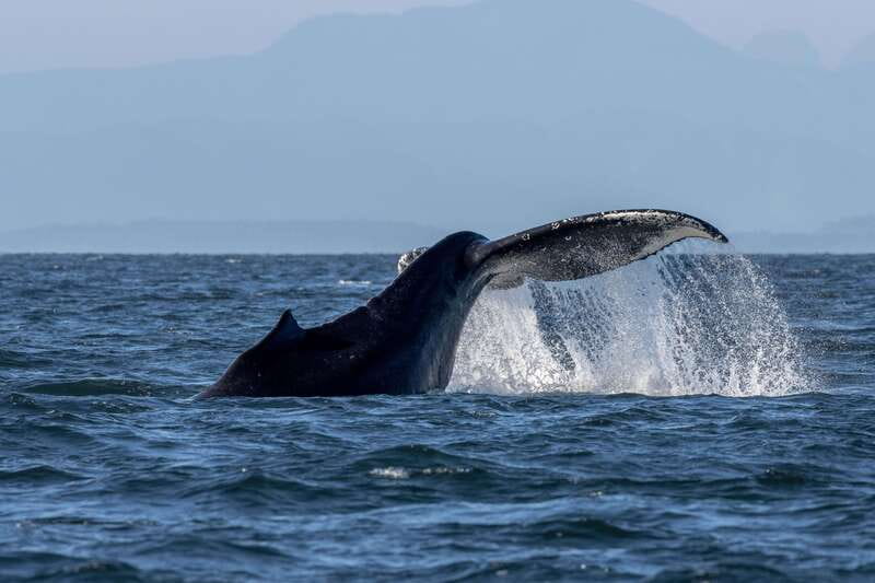 Nanaimo: Whale Watching Open Boat Tour - Four hours through the Salish Sea