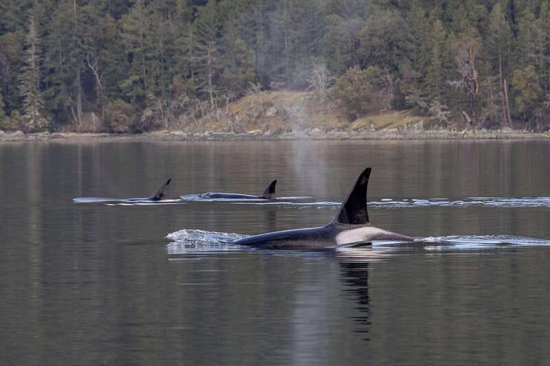 Nanaimo: Whale Watching Open Boat Tour - Finding whales among the Gulf Islands