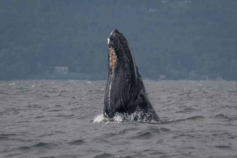 Nanaimo: Whale Watching Open Boat Tour - What the $182 price buys you
