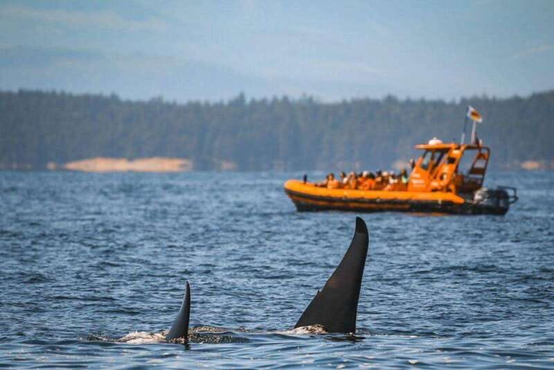Nanaimo: Whale Watching Open Boat Tour - Who will enjoy this most