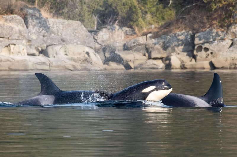 Nanaimo: Whale Watching Open Boat Tour - Booking, timing, and practical details