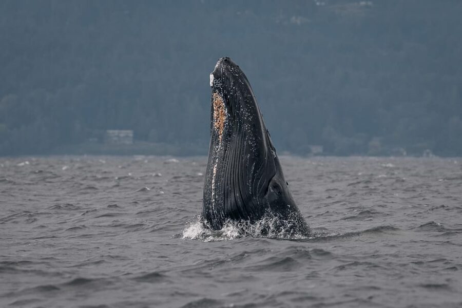 Nanaimo: Whale Watching Semi-Covered Boat Tour - Practical details before you go
