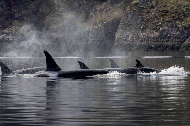 Nanaimo: Whale Watching Semi-Covered Boat Tour - Four hours across the Gulf Islands