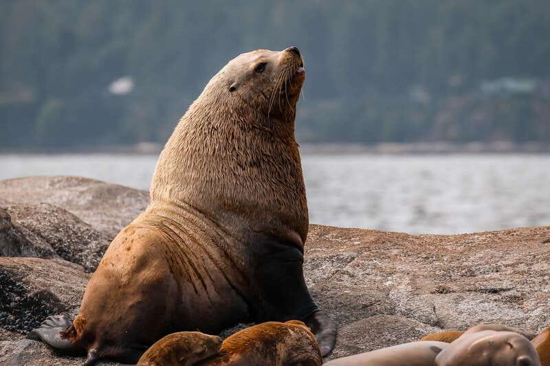 Nanaimo: Whale Watching Semi-Covered Boat Tour - Who should book this Nanaimo whale watch?