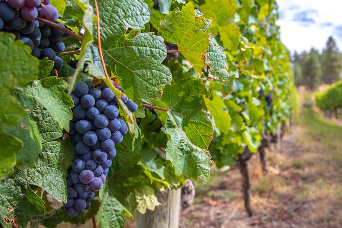 Naramata Bench 5 Winery Tour - Ruby Blues Winery starts things on a friendly note