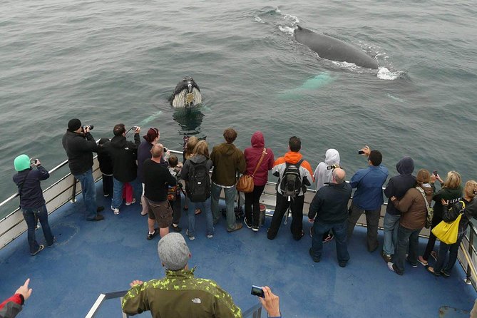 Newfoundland Puffin and Whale Watch Cruise - Key points at a glance