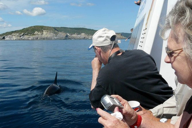 Newfoundland Puffin and Whale Watch Cruise - Leaving Bay Bulls for the Witless Bay Reserve