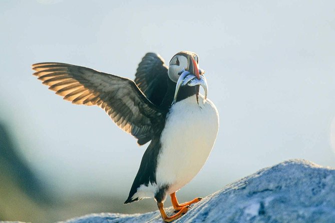 Newfoundland Puffin and Whale Watch Cruise - Whale watching from mid-June through August