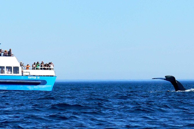 Newfoundland Puffin and Whale Watch Cruise - A boat built for weather, crowds, and comfort