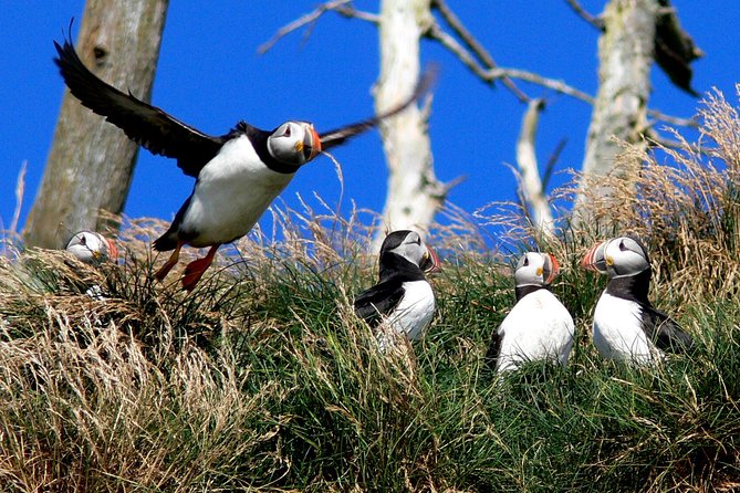 Newfoundland Puffin and Whale Watch Cruise - Newfoundland music, stories, and screech-in fun