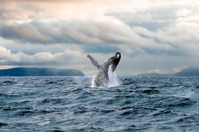 Newfoundland Puffin and Whale Watch Cruise - How the price works for a St. John’s visit
