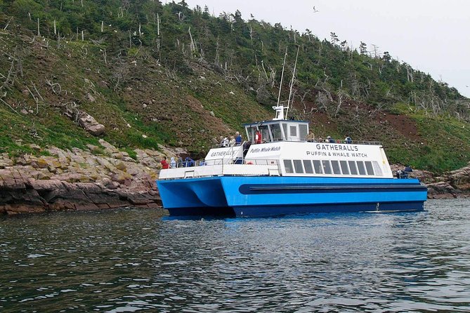 Newfoundland Puffin and Whale Watch Cruise - Timing, cancellations, and who should go