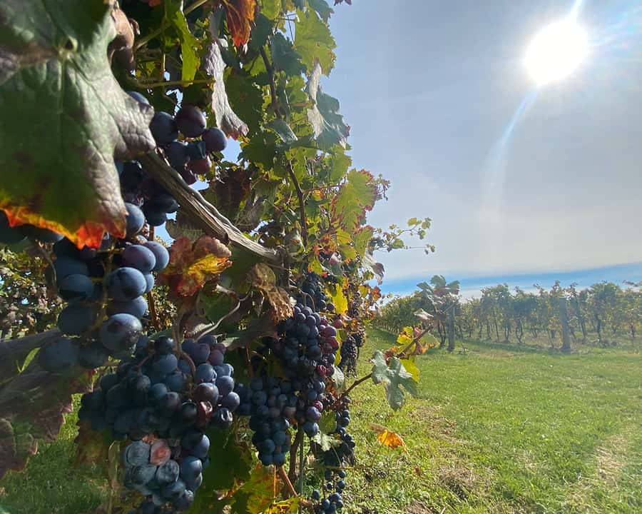 Niagara: A Twilight Wine Adventure With 3-Course Dinner - Should you book this tour?