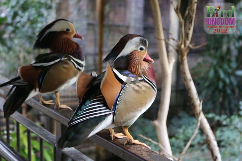 Niagara Falls, Canada: Bird Kingdom Entry Ticket - Who will enjoy Bird Kingdom most