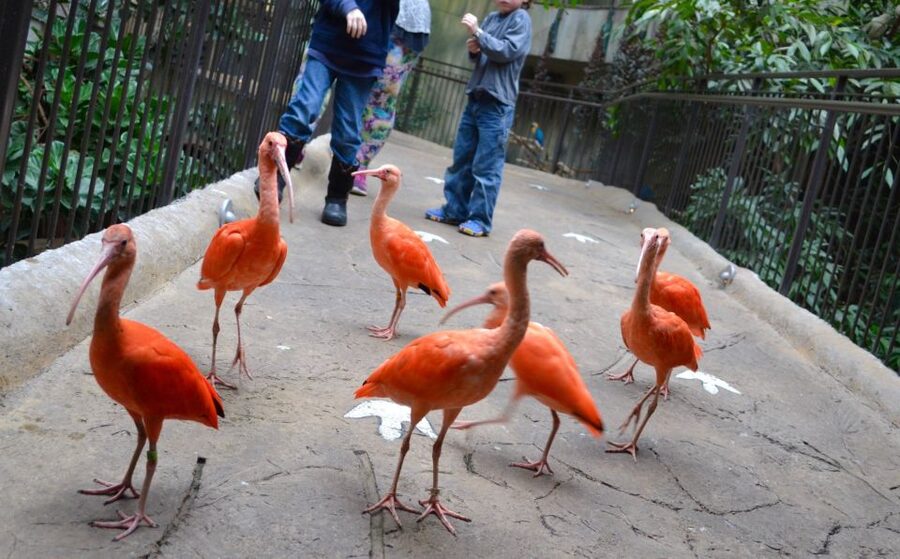Niagara Falls, Canada: Bird Kingdom Entry Ticket - Parrots, animal encounters, and live presentations