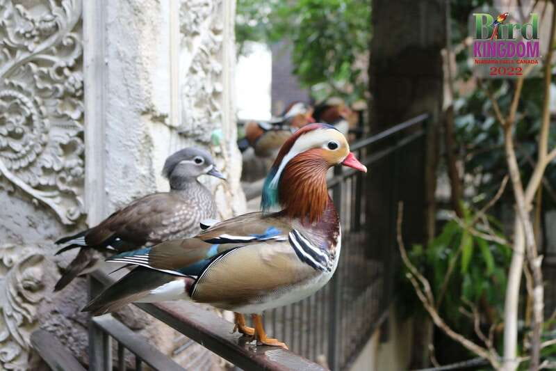 Niagara Falls, Canada: Bird Kingdom Entry Ticket - How long to allow and how to plan the visit