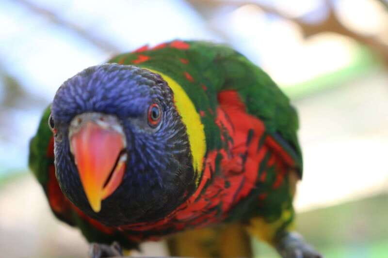 Niagara Falls, Canada: Bird Kingdom Entry Ticket - Access, stairs, and practical comfort