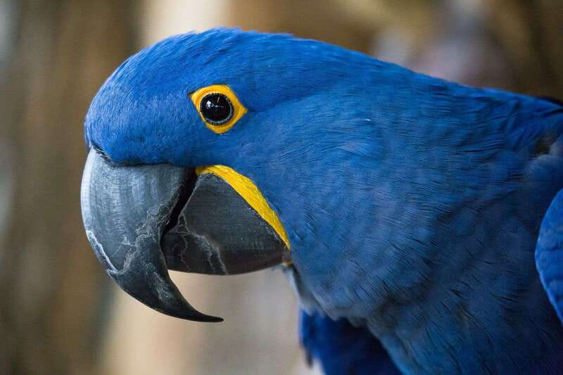 Niagara Falls, Canada: Bird Kingdom Entry Ticket - The lower floors: history, frogs, turtles, and the Night Jungle