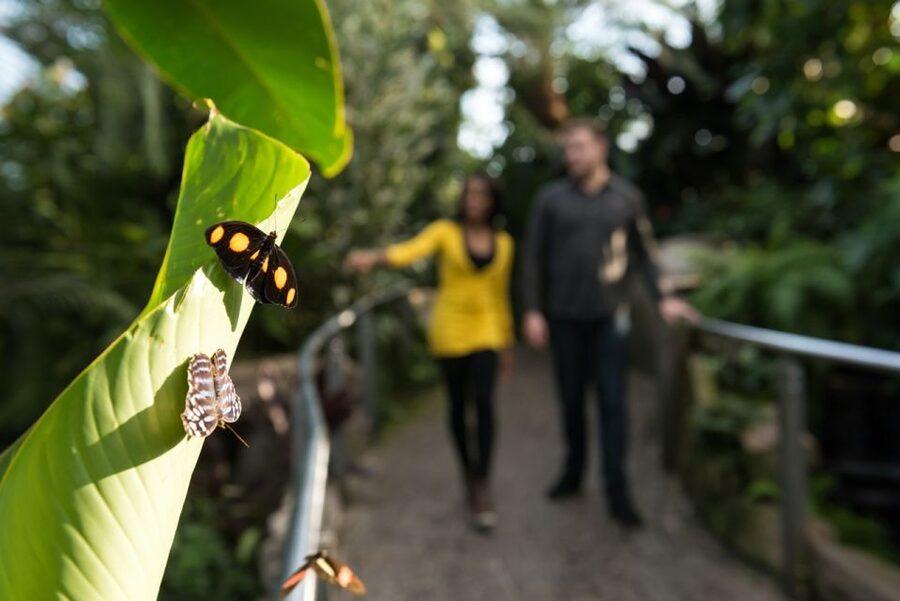 Niagara Falls, Canada: Butterfly Conservatory Admission - The 2,000 butterflies and 45 species