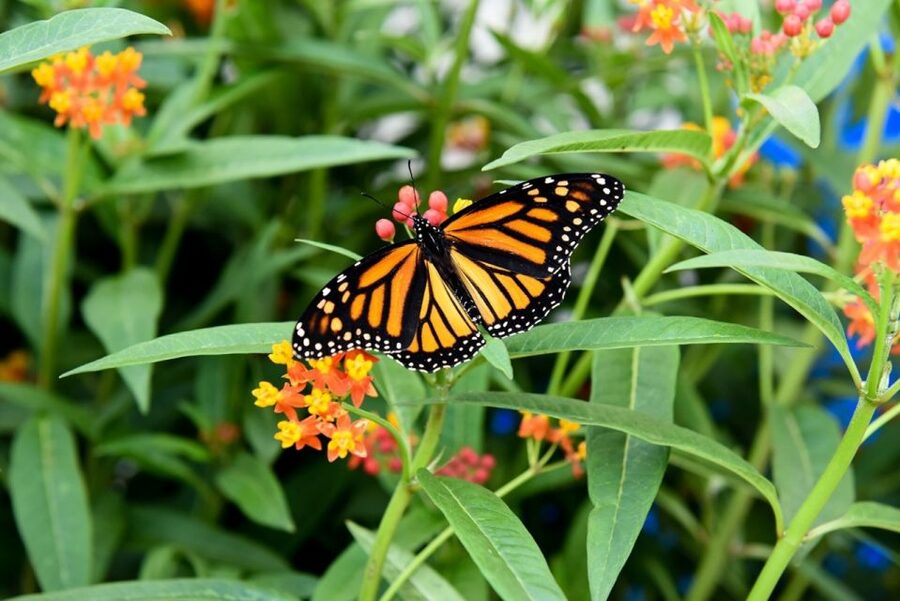 Niagara Falls, Canada: Butterfly Conservatory Admission - A short route with plenty to notice