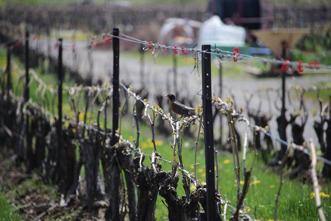 Niagara-on-the-Lake Grape to Glass Wine Experience - Why this short Niagara wine tour works
