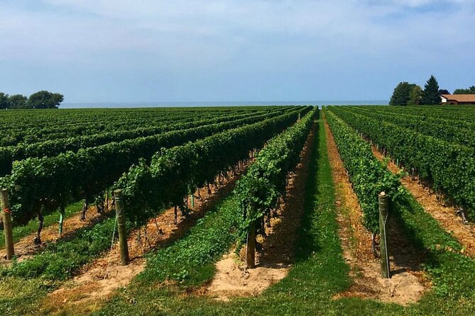 Niagara-On-The-Lake Guided Wine and Charcuterie Full-Day Tour - Reif Estate Winery and the final tasting