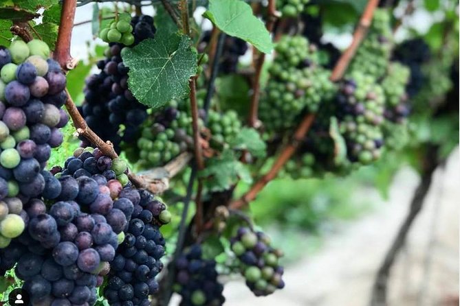 Niagara-On-The-Lake Guided Wine and Charcuterie Full-Day Tour - Pillitteri Estates, where the wine story becomes practical