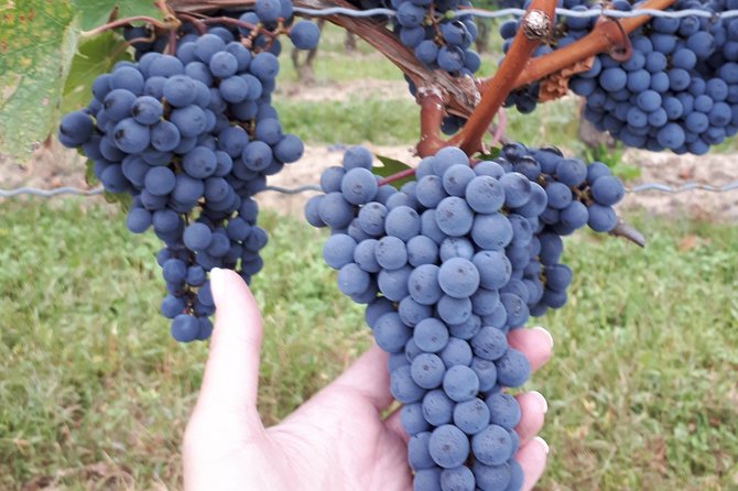 Niagara-on-the-Lake Wine Aft Tour with Cheese from Niagara Falls - Value: what is included and what is not
