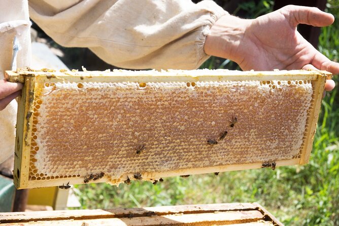 Okanagan Bee Tour and Lunch at Winery in Kelowna - A bee farm with more than a quick photo stop