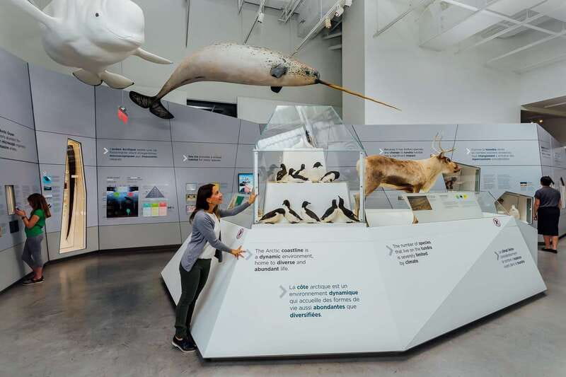 Ottawa: Canadian Museum of Nature Admission - A castle near Parliament Hill with a very different collection