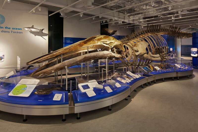 Ottawa: Canadian Museum of Nature Admission - Canadian mammals and birds up close
