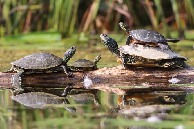 Ottawa: Ecological Reserve Kayak Tour with Turtle Sightings - What the wildlife sightings are really like