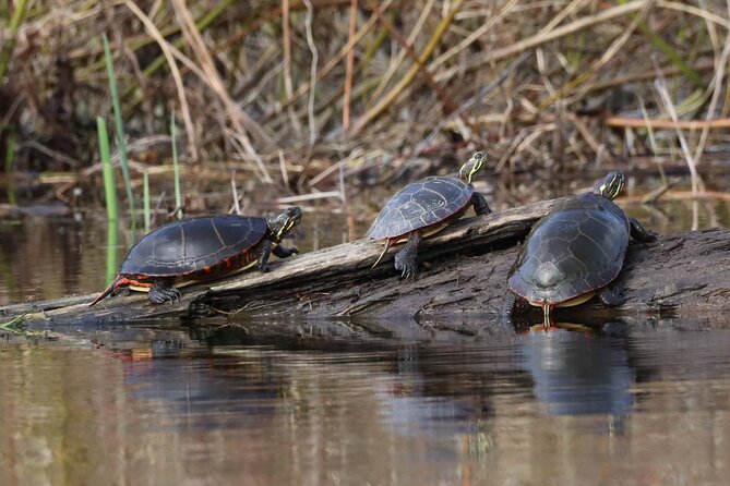 Ottawa: Ecological Reserve Kayak Tour with Turtle Sightings - Price, pace, and overall value