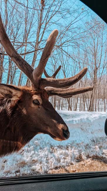 Ottawa: Private Parc Omega Wildlife Safari – Winter Magic - Key points at a glance