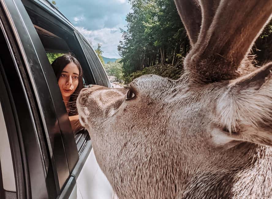Ottawa: Private Parc Omega Wildlife Safari – Winter Magic - Is this Parc Omega tour worth booking?