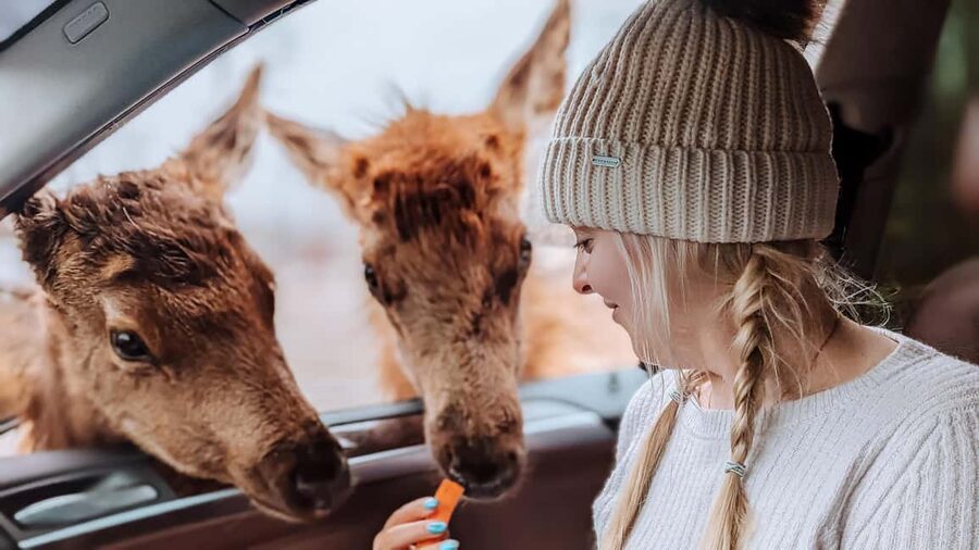 Ottawa: Private Parc Omega Wildlife Safari – Winter Magic - The three-hour wildlife drive