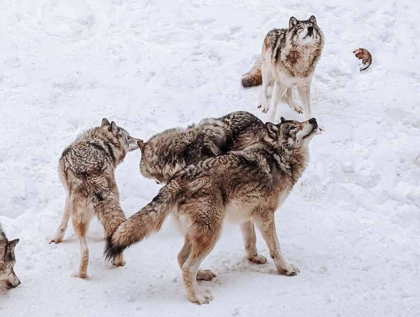 Ottawa: Private Parc Omega Wildlife Safari – Winter Magic - Two chances to leave the SUV