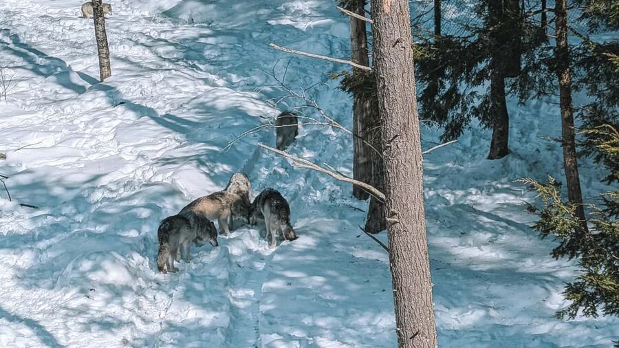 Ottawa: Private Parc Omega Wildlife Safari – Winter Magic - What makes the private format worth the price