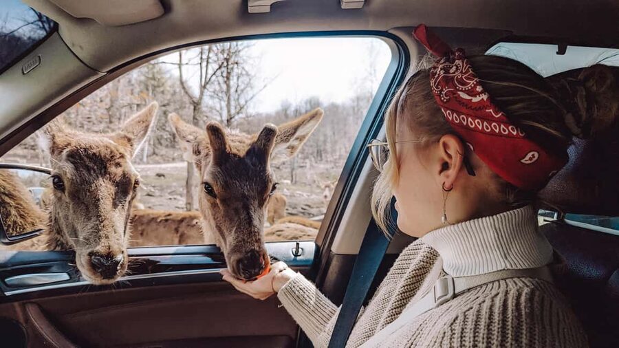 Ottawa: Private Parc Omega Wildlife Safari – Winter Magic - Who will enjoy this most