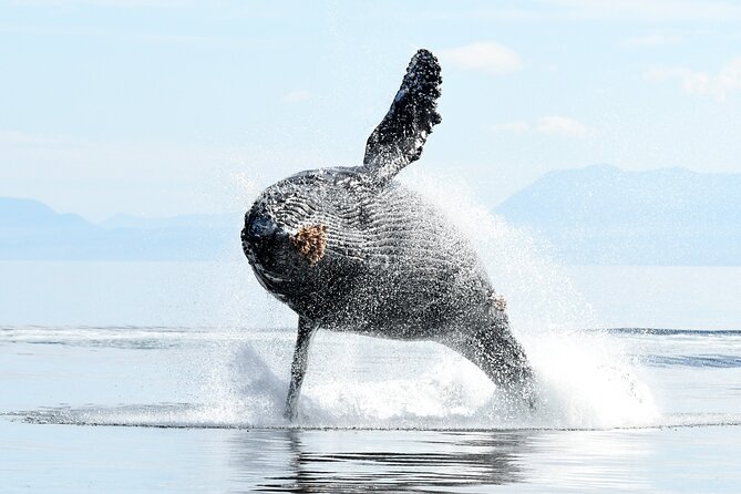 Parksville: Half-Day Whale and Wildlife Adventure - Setting out from 1055 Lee Road