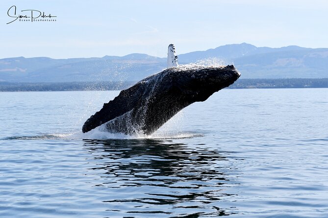 Parksville: Half-Day Whale and Wildlife Adventure - What the whale sightings are really like