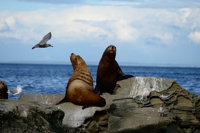 Parksville: Half-Day Whale and Wildlife Adventure - The value of a small boat and expert crew