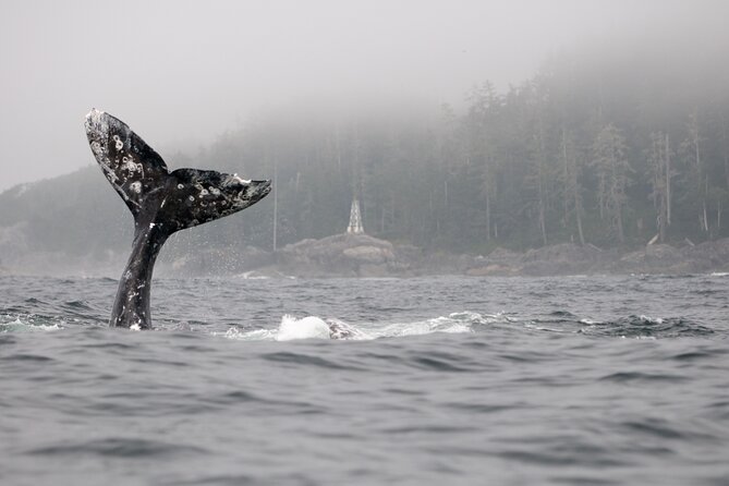 Parksville: Half-Day Whale and Wildlife Adventure - Comfort, weather, and the boat ride