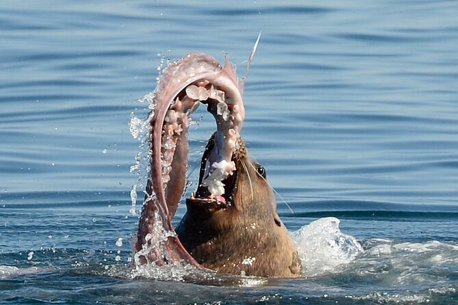 Parksville: Half-Day Whale and Wildlife Adventure - Practical ways to get more from the trip