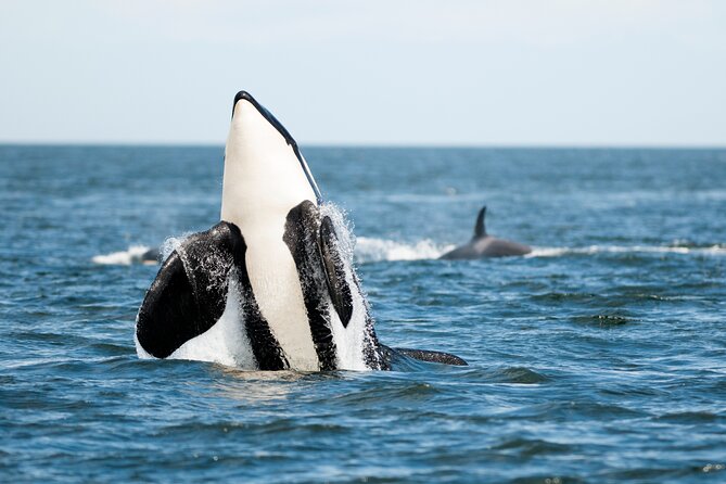 Parksville: Half-Day Whale and Wildlife Adventure - Should you book the Ocean Ecoventures whale adventure?